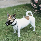Buddies Adjustable Dog Muzzle — Lightweight Safety Muzzle for Vet Visits, Grooming & Scavenging | Allows Panting & Drinking (S–XXL)