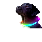 Buddies Rechargeable LED Dog Collar | Light-Up Safety Collar for Night Walks, Cut to Fit (35, 50, 70cm)