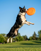 Athletic border collie leaping mid-air to catch an orange soft-rubber frisbee