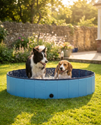Two happy dogs cooling off together in a blue foldable dog paddling pool on a UK garden lawn