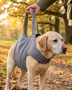 Close-up of a padded heather-gray rehabilitation sling supporting a senior labrador's belly