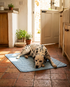 Dalmatian sprawled contentedly on a blue self-cooling gel pad on a cool tiled kitchen floor
