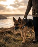 German shepherd walking a UK coastal path supported by the top handles of a padded recovery harness