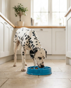 Dalmatian eating from a bright blue slow-feed puzzle bowl on the tiled floor of a modern UK kitchen
