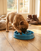 French bulldog puppy nosing kibble around a bright blue slow-feed puzzle bowl on an oak dining floor