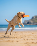 Yellow labrador leaping mid-air to catch an orange frisbee at a sunny British beach
