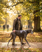 Owner walking a great dane in a UK park supporting the hind legs with a padded rehabilitation sling