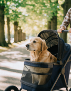 A senior golden retriever riding in a navy dog stroller down a tree-lined park avenue