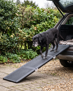 A senior labrador walking up a folding aluminium ramp into a car boot on a driveway