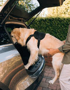 A golden retriever in a support harness being helped into the boot of a car