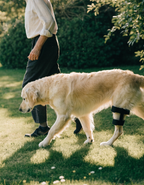 A cream labrador walks across a sunlit garden lawn wearing a black hind-leg support brace