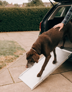 A grey-muzzled chocolate labrador walking calmly down a non-slip ramp from a car boot