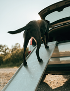 A senior black labrador climbing confidently up a pale aluminium ramp in late afternoon sun