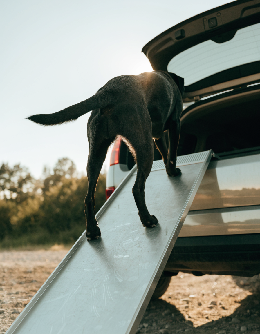 A senior black labrador climbing confidently up a pale aluminium ramp in late afternoon sun