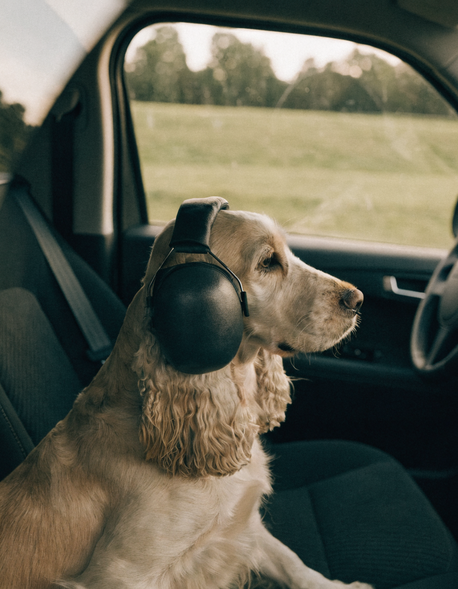 A pale golden cocker spaniel wearing ear defenders sitting relaxed in the back of a car