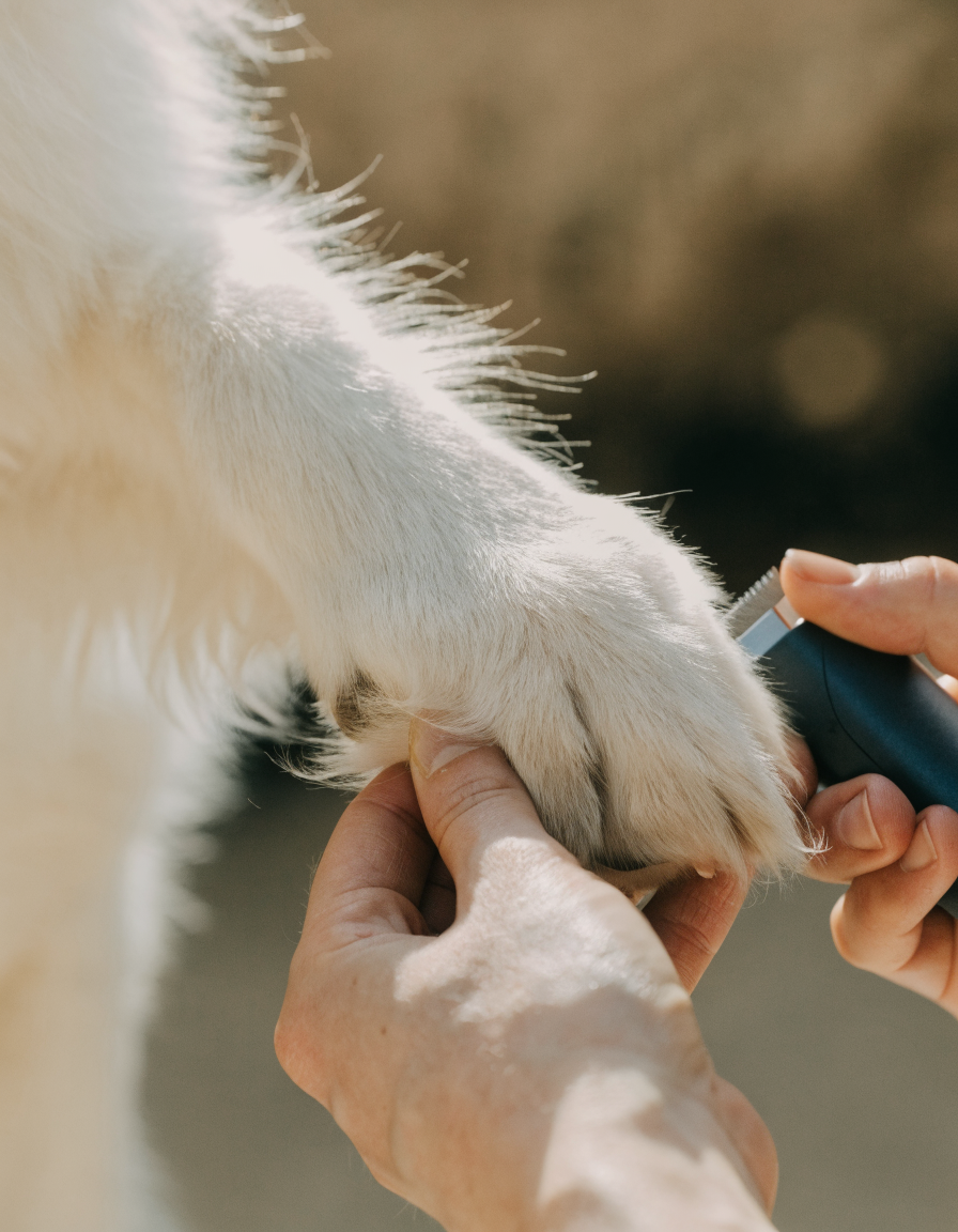 Close view of hands tidying the paw fur of a white dog with a small cordless clipper