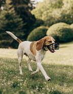 A happy white and tan beagle wearing a basket muzzle trotting across a park meadow