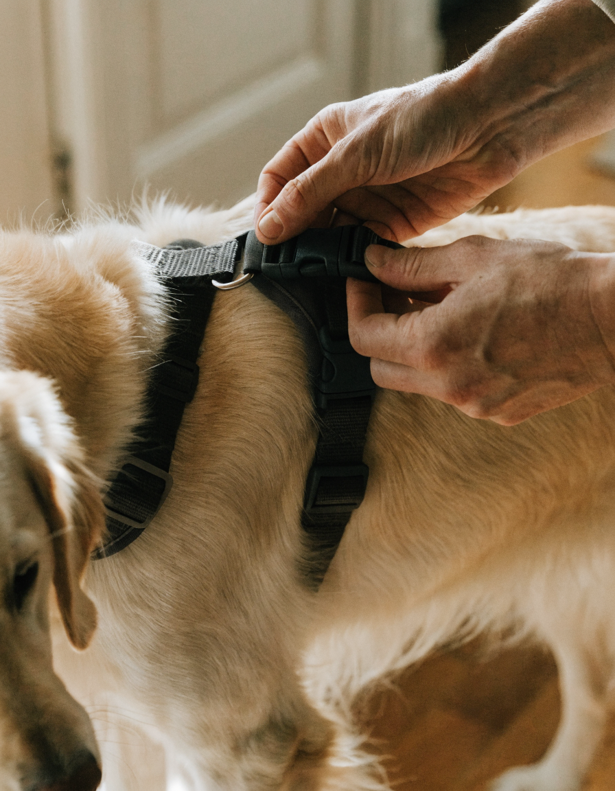Close view of hands fastening the buckle of a chest harness on a golden retriever