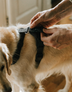 Close view of hands fastening the buckle of a chest harness on a golden retriever