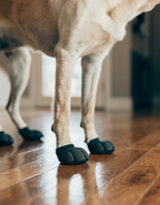 Close view of a senior labrador's four paws in dark grip socks planted on a glossy hardwood floor