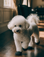 A white bichon frise standing steadily on a polished wooden floor in dark non-slip grip socks