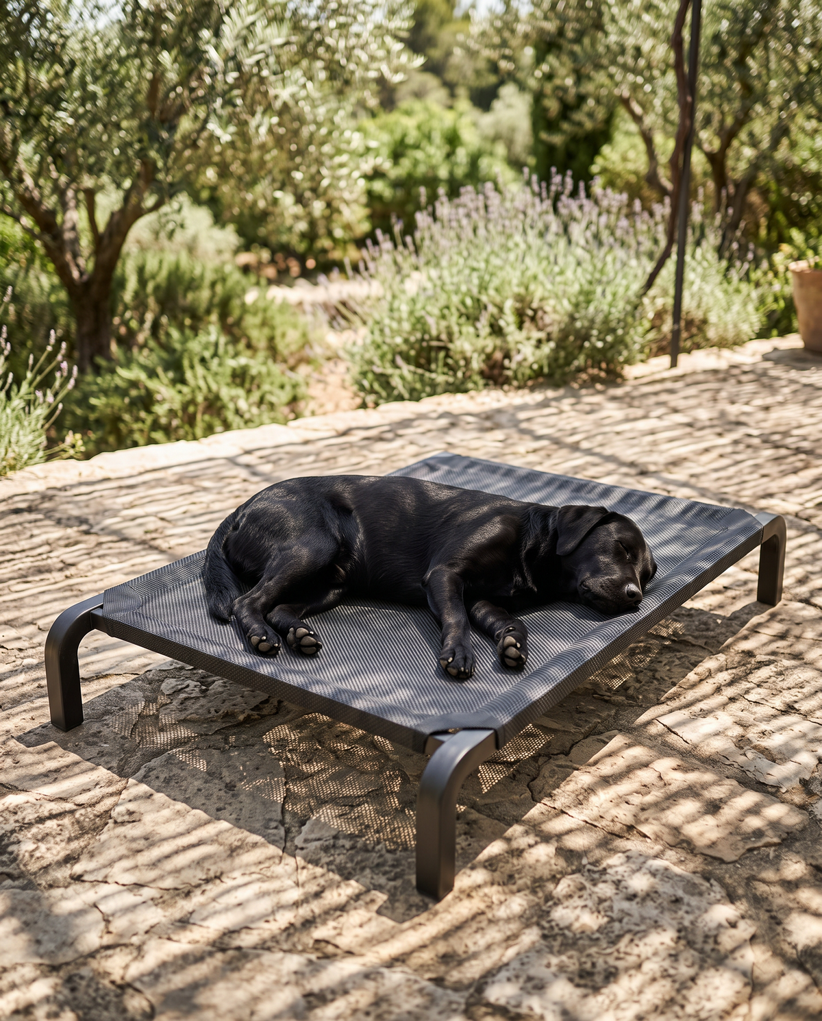 A black labrador lying on a raised breathable camp bed on a shaded patio