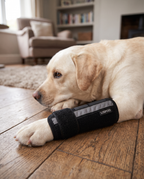 A cream labrador resting at home with an adjustable splint fitted on its front leg
