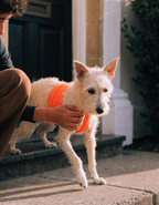 A cream terrier in an orange support sling helped down a doorstep by its owner