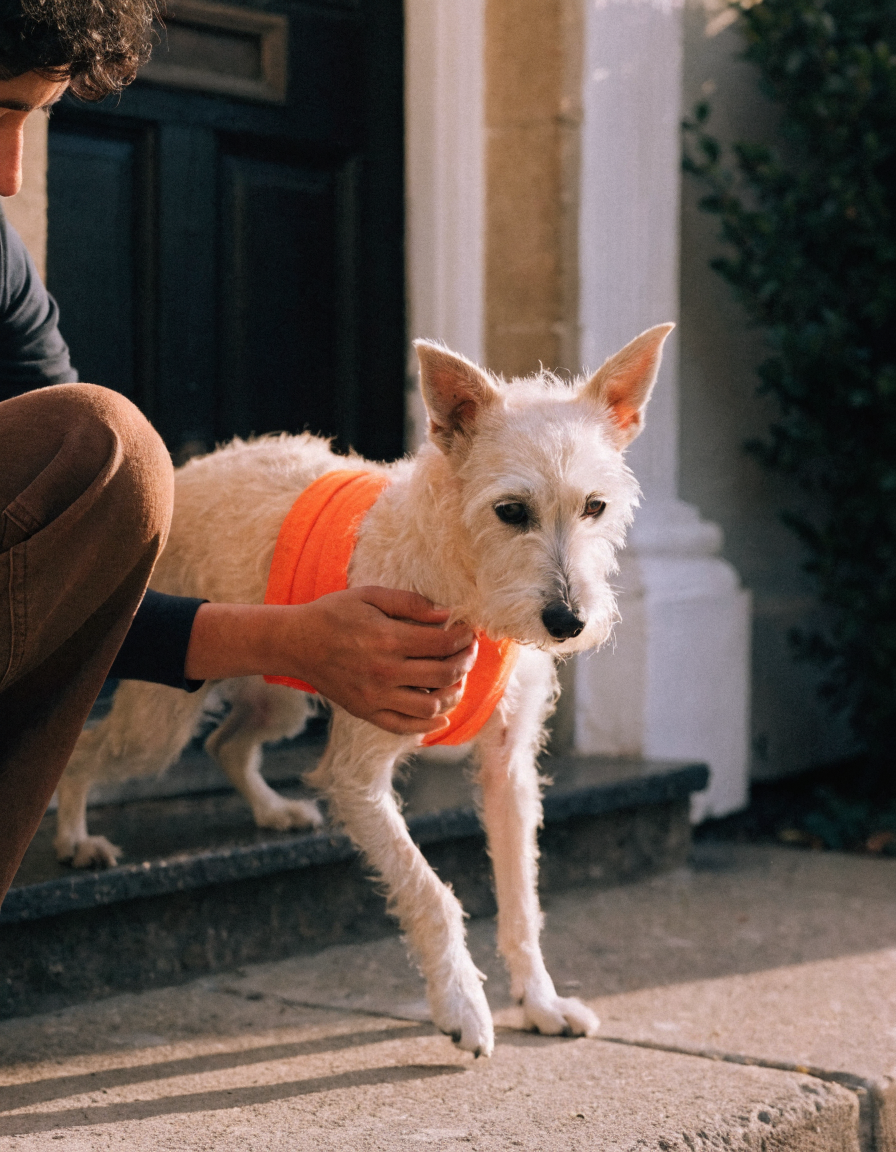A cream terrier in an orange support sling helped down a doorstep by its owner