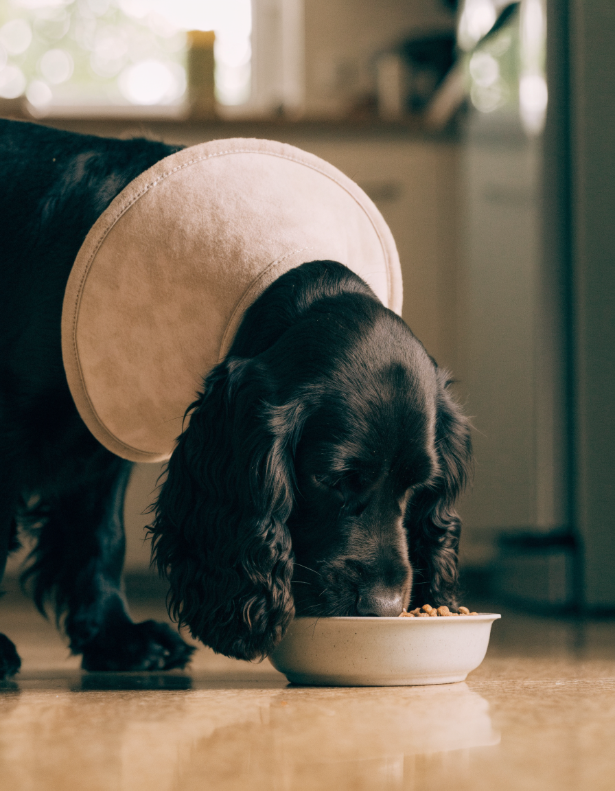 A dark cocker spaniel eating comfortably from a bowl while wearing a padded recovery collar