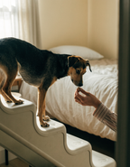 A senior dog pausing at the top of pet steps beside a bed while its owner offers a treat