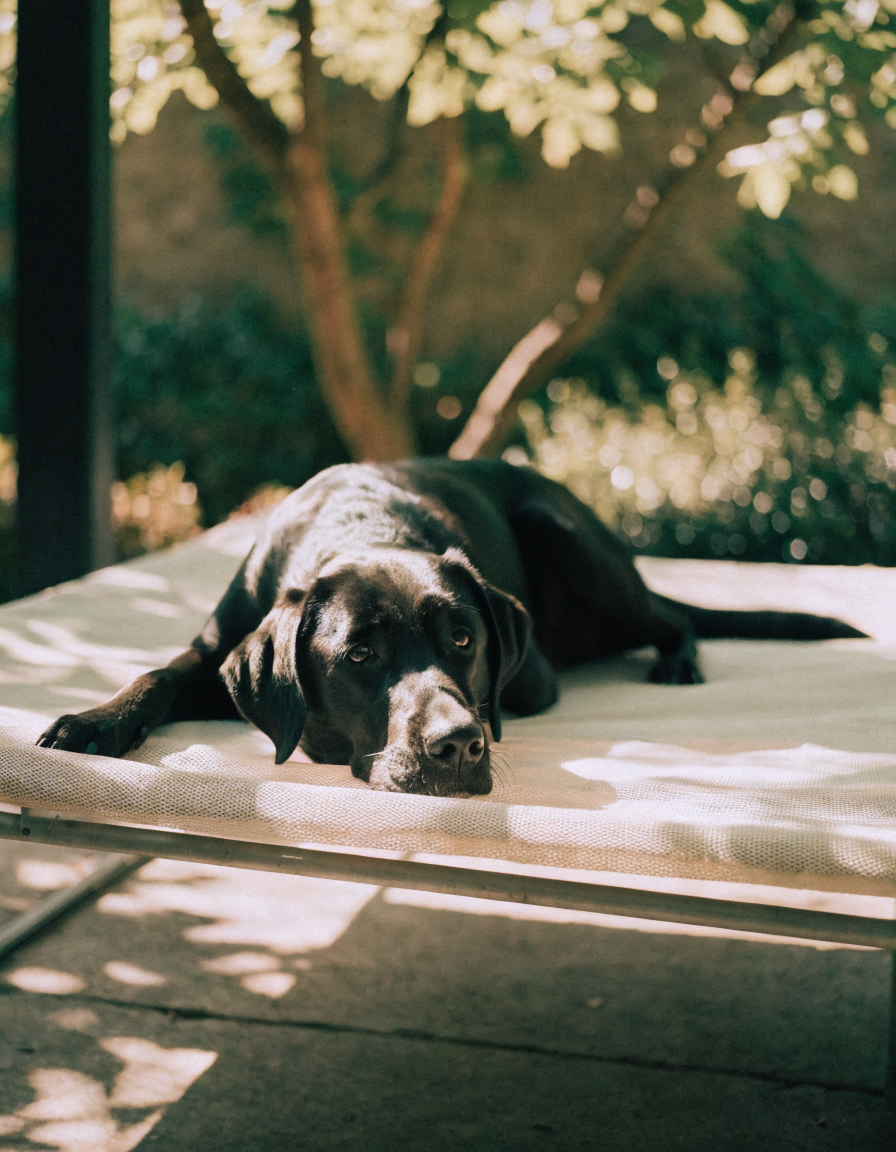 A black labrador stretched out on an elevated mesh dog bed in dappled summer shade