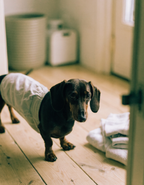 A dachshund in washable season pants beside a stack of folded clean laundry