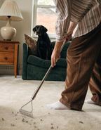Removing pet hair from a pale carpet with a long-handled hair remover while a dog watches