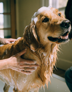 A golden retriever being lathered with shampoo in the bath by its owner