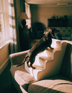 A dark dachshund climbing pale foam pet stairs onto a sofa in a living room
