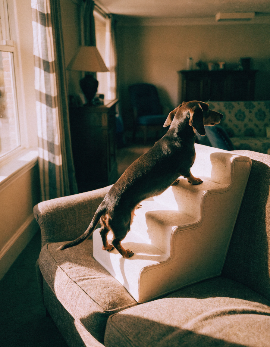 A dark dachshund climbing pale foam pet stairs onto a sofa in a living room