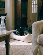 A fresh clean living room with a dog asleep on a laundered bed and an odour spray on the side table