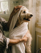 A freshly bathed cockapoo wrapped in a towel being dried by its owner
