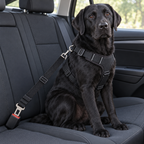 Black labrador secured on a car back seat with the Buddies dog car seat belt
