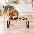 Beagle eating from the raised bamboo dog bowl stand