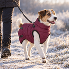 Dog wearing a warm padded coat on a frosty winter walk