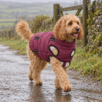 Cockapoo in a padded dog coat on a countryside walk