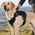 Owner holding the grab handle of a tactical harness on a labrador