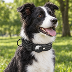 Border collie wearing the padded dog collar with tracker holder