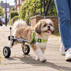Shih Tzu on a walk in the Buddies small dog wheelchair