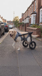Labrador walking happily in Buddies wheelchair