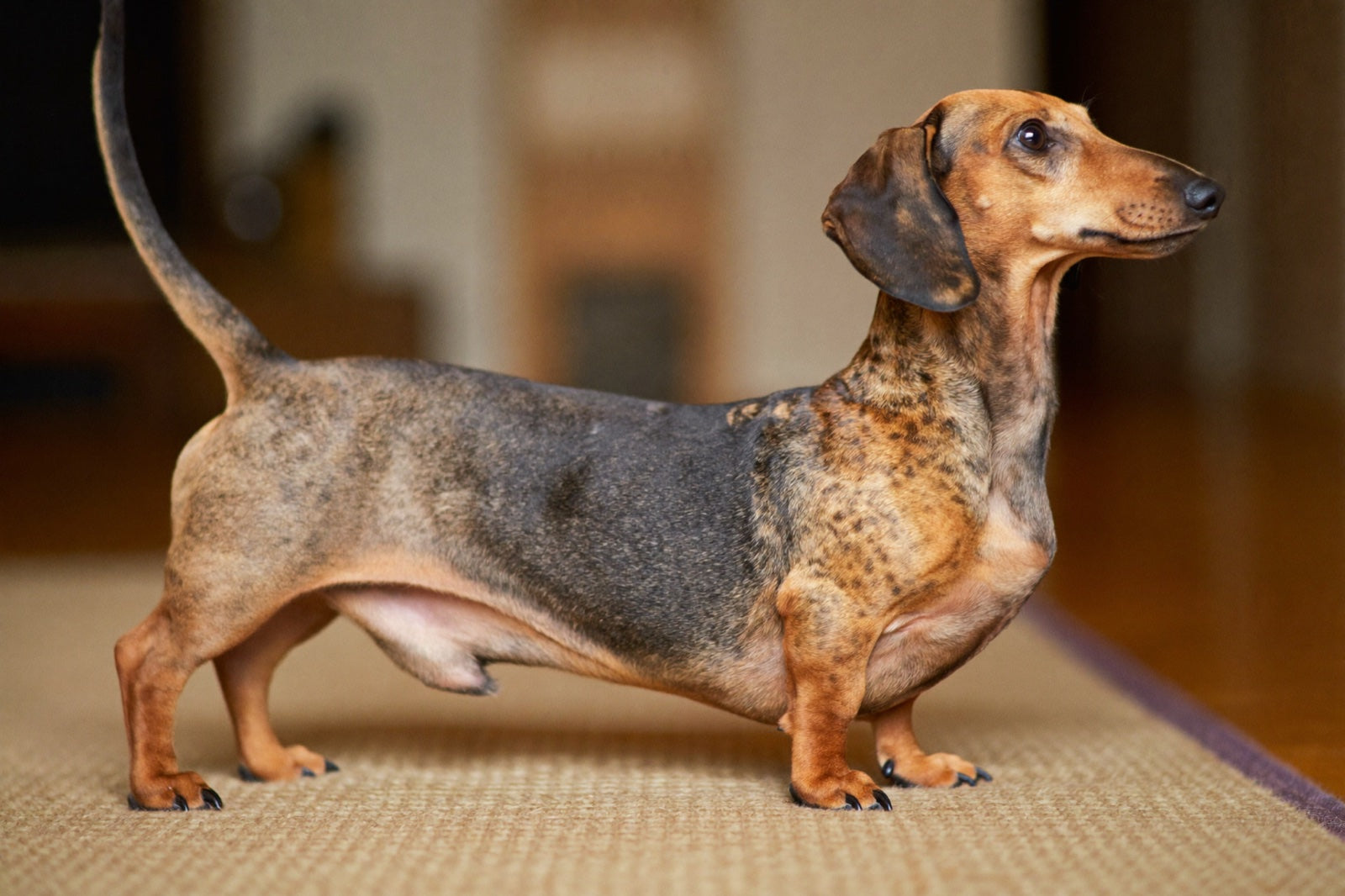 Dachshund side profile showing full length of spine