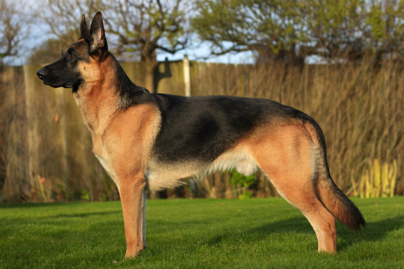German Shepherd side profile showing rear hip area