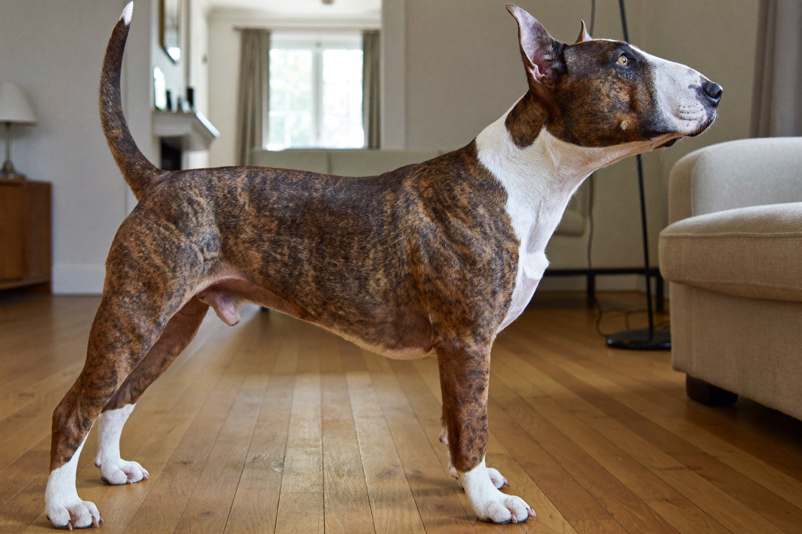 Senior terrier side profile showing leg joints